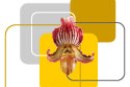 Orchid Name Pronunciation