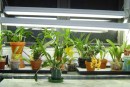 Growing Orchids Under Lights