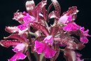 Wallpaper from www.orchidworks.com