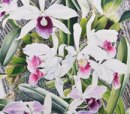 Mike May, Art for Orchids