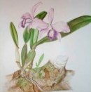Maria Cristina Miranda, Botanical Illustrations