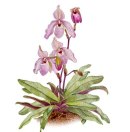 Alfred Ng, Lady Slippers