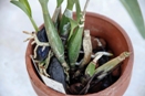 Fungal Root Rot - Rhizoctonia on Phalaenopsis Orchid
