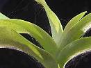 Spider Mites on Orchid - courtesy of the American Orchid Society