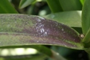 Magnesium Deficiency can Cause Leaf Reddening after Exposure to Cold