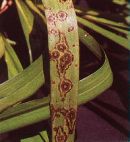Tobacco Mosaic Virus on Orchid - photo courtesy of Martiens and Erasmus