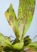 Rhabdovirus on Orchid - photo courtesy of Nan-Jing Ko