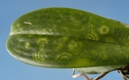 Tospovirus on Phalaenopsis Orchid - photo courtesy of Jeffrey Lotz