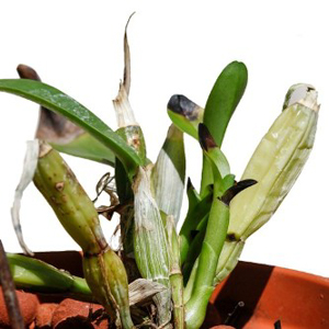 Mealybugs on Orchid - photo courtesy of Lopez and Wang