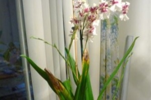 Anthracnose Mars Thin Leafed Orchid