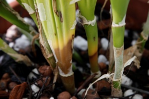 Black Rot Travels up Cattleya Pseudobulb