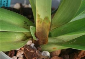 Brown Rot Nears Paph Crown