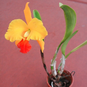 Flower on Fusarium Infected Cattleya