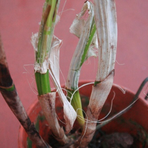 Twisted and Shriveled Pseudobulbs