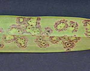 Cercospora on Oncidium - photo courtesy of AOS