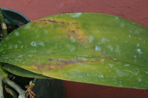 Sunken Brown Spots on Leaf in Earlier Stage