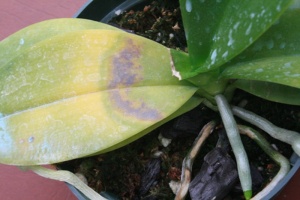 Yellow and Green Halo in Later Stage