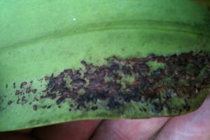 Sunken Spots on Cattleya Leaf