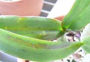 Elongated Discoloration on Top of Cattleya Leaf