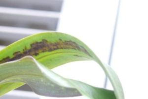 Sunken Necrotic Spots Coalesce Under Leaf