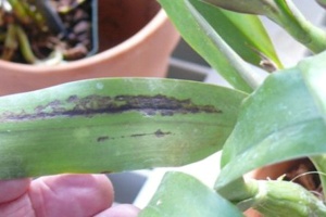 Bacterial Brown Spot on Cattleya
