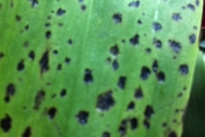 Sunken Brown Spots on Zygopetalum Leaf