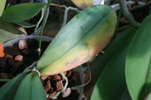 Bacterial Brown Spot Rapidly Ruins Phal Leaf