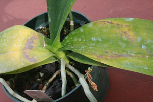 Psudodmonas Infects Two Phal Leaves