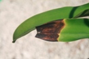 Anthracnose Causing Leaf Tip Die Back on Cattleya Orchid