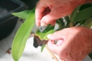 Cut Away Infected Orchid Tissue an Inch Below Yellow Discoloration