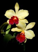 Blc. Erin Kobayashi 'Ami Chen' - Photo courtesy www.kevincouncilphotography.com
