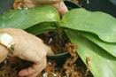 Pack Potting Material Around Plant