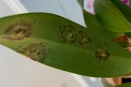 Blotches on Cattleya Leaf