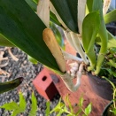 Flowers Don't Bloom from Sheath