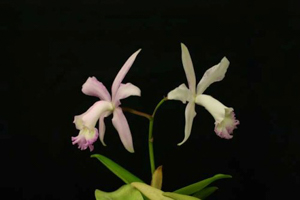 Image 105-1