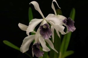 Image 106-6