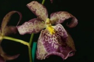 Image 109-5