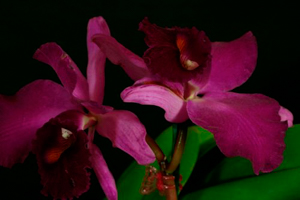 Image 112-4