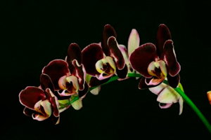 Image 114-10