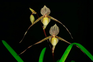 Multifloral Paphiopedilums