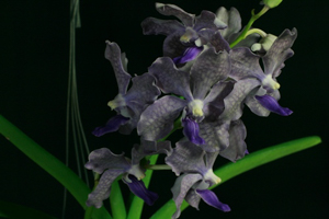Vandas