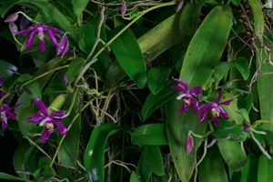 Image 119-7