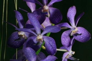 Image 119-9