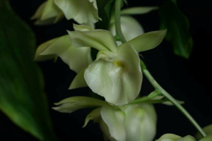 Miscellaneous Genera