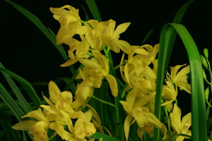 Cymbidiums
