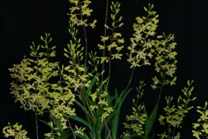 Spatulata Section Dendrobiums