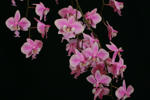 Phalaenopsis Species