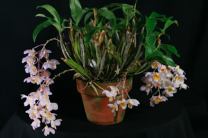 Image 126-8