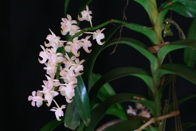 Other Vandaceous Orchids
