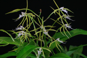 Cattleyas